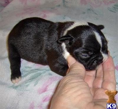 Boston Terrier Puppies for Sale